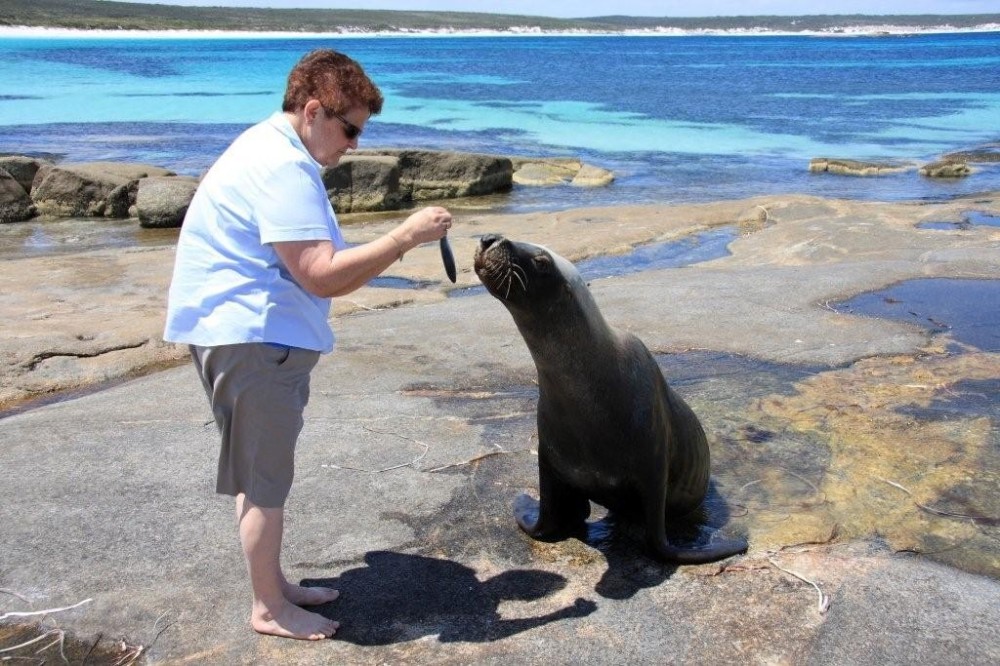 mum-feeding-seal